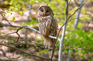 A Strix uralensis bird sitting on a branch in the woods