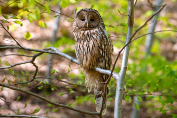 Naklejka premium A Ural owl bird looking curiously