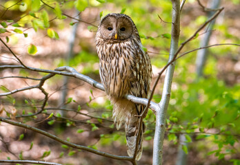 A close-up of a Strix uralensis bird sitting on a branch