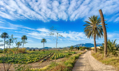 Obraz premium Camino de tierra con palmeras y cielo azul con nubes blancas