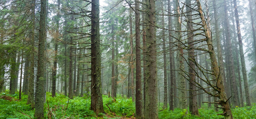 wet  fir tree forest after a rain in blue mist
