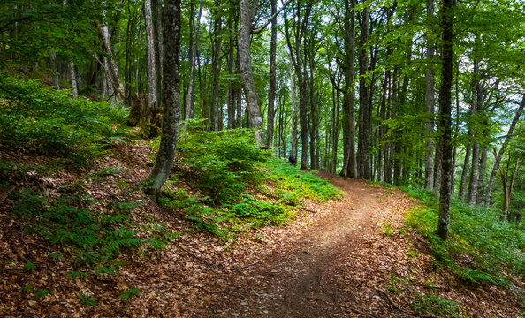 Ground Road Over The Green Mount Slope With Forest