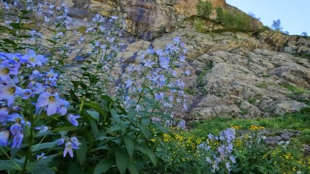 highland mountain blue bell flowers on cliffs backdrop