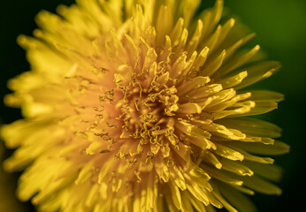 Dandelion - Taraxacum officinale - common yellow field flowers, macro, close-up