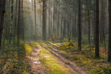 Mglisty poranek w wysokim sosnowym lesie.
Leśna droga z koleinami pokrytymi igliwiem i porośnięta mchem i trawą. Wśród koron drzew unosi się delikatna mgła rozmywająca odległy krajobraz. - 597595520