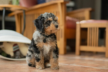 Brown and black cockapoo puppy looking to the side in the living room with a toybox and chair behind him.