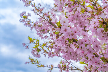 日本の春の訪れを告げるサクラの花