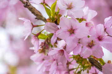 日本の春の訪れを告げるサクラの花