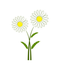 daisies isolated on white background