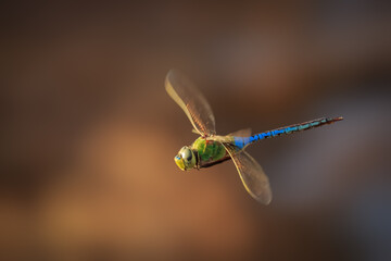 Common Green Darner (Anax junius) in flight