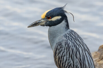 Yellow-crowned Night Heron (Nyctanassa violacea) up close