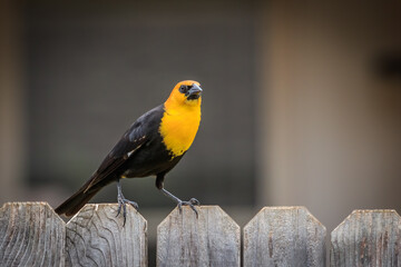 Yellow-headed Blackbird perched on a backyard fence