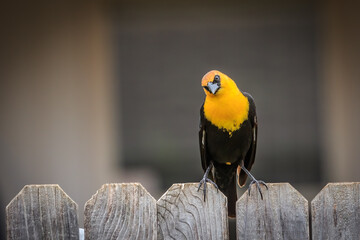 Yellow-headed Blackbird perched on a backyard fence