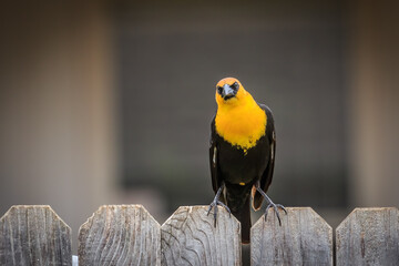 Yellow-headed Blackbird perched on a backyard fence