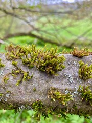 Eine Spaziergang durch Krimderode. Moos an einem Ast