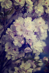 Kwitnące drzewa z białymi kwiatami japońskiej wiśni Amanogawa, zbliżenie. Sezon wiosenny. Pastelowe odcienie. Wiosenne ogrody.