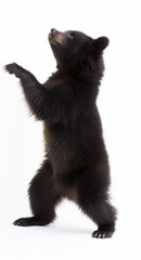 Cute funny brown bear cub dancing isolated. Happy fuzzy baby bear for kids advertising. Ai generative art.