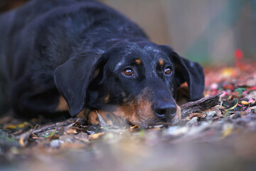 The portrait of an adorable harlequin Beauceron dog lying down on a ground in a garden in autumn
