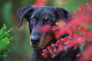 The portrait of an adorable harlequin Beauceron dog posing outdoors in autumn