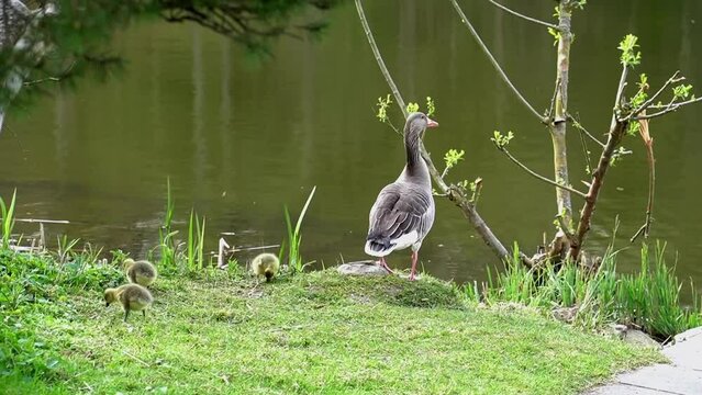 Ente mit jungen k&uuml;ken im See