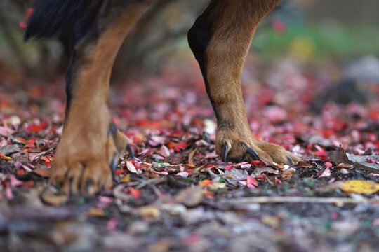 Double dewclaws on back legs of a harlequin Beauceron dog posing outdoors in autumn. Close up view