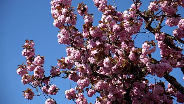 Japanische Zierkirschen Bl&uuml;te