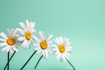 White daisies on a turquoise background.  Copy space. Generative AI