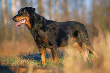 Cute harlequin Beauceron dog posing outdoors standing on a grass in autumn