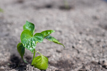 Close-up of transplanted tomato seedlings on a watered bed. planting vegetables on a farm. Gardening, agronomy, farming, organic gardening and the concept of growth.