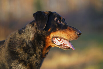 The portrait of a cute harlequin Beauceron dog posing outdoors on sunset in autumn