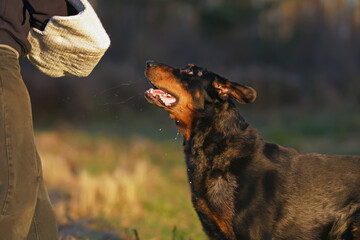 Angry harlequin Beauceron dog attacking the decoy helper to bite a special soft sleeve during the...