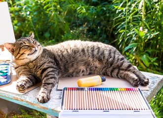 Funny cat lying on the wooden table with colored pencils set
