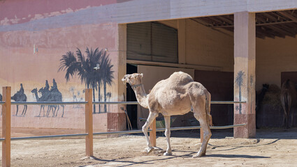 A camel in a pen in clear weather. zoo with wild animals. the face of a camel.
