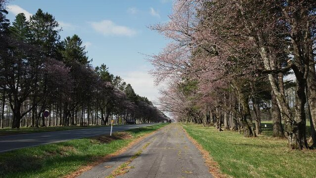 北海道静内町の桜並木を車が通過する