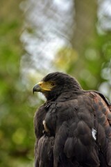 portrait of an eagle