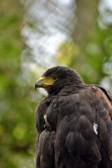 portrait of a eagle