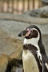 Obraz premium close up penguin on the rocks