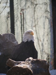 white tailed eagle