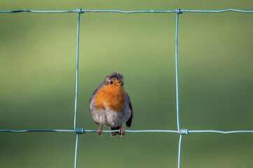 Robin clinging to a wire fence