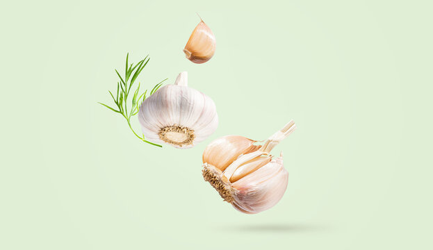 Creative food concept. Minimalistic light green background with natural root vegetables. Flying fresh organic garlic with green leaves dill. Spicy seasoning for cooking. Copy space. Horizontal banner