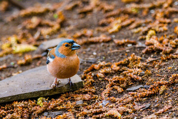 Beautiful songbird Common chaffinch in wildlife posing