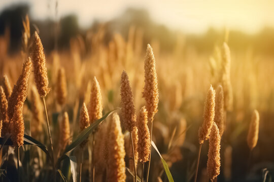 Organic golden ripe ears of foxtail millet in field. Cultivation pearls millet fields,pearls production of beer and wine. 