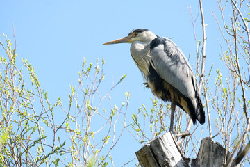 gray heront, Ardea cinerea, massive long-legged wading bird with long neck, curved beak sits on tree, migration birds of family Ciconiiformes, nest on coast of lakes, seas, animal habits in nature