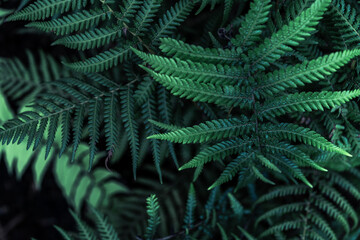 Perfect natural young fern leaves pattern background. Dark and moody feel. Top view. Copy space.