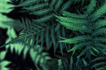 Perfect natural young fern leaves pattern background. Dark and moody feel. Top view. Copy space. © mathilde