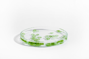 organic cosmetics, natural cosmetics, biofuels, algae. Natural green laboratory. Experiments. Petri dish with green plants on a light background.