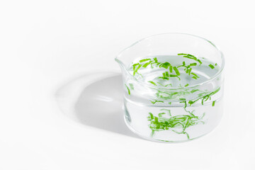 organic cosmetics, natural cosmetics, biofuels, algae. Natural green laboratory. Experiments. Laboratory cup with green plants on a light background.