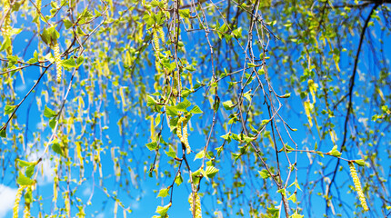 Birches with black and white birch bark and young green leaves, in early spring against a blue sky. The concept of nature, peace, awakening.