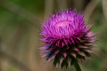 A musk thistle, nodding thistle or nodding plumeless thistle its blooming.  Pink or purple flowers....