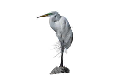 Snowy Egret (Egretta thula) Photo, Perched in the Wind on a Transparent Background